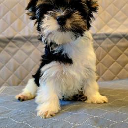 Samantha - Parti female Yorkshire Terrier puppy in Santa Clarita, California from Pixieland Yorkshire Terriers