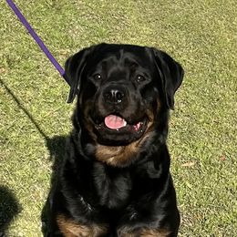 BO - Rottweiler