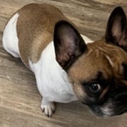 French Bulldogs from Tara's French Bulldogs