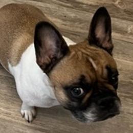 French Bulldogs from Tara's French Bulldogs