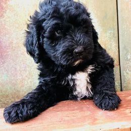 Bernedoodle Puppies from Cathy's Bernedoodles