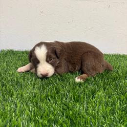 Wild Bill - Red & white male Australian Shepherd puppy in Smithfield, Utah from C&C Ranch