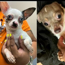 Akita and Chihuahua Puppies from Robinson Rare Chihuahuas & Robinson AKC Akita's