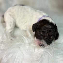 Purple - Blizzard - Parti female Goldendoodle puppy in Cleveland, Georgia from The O.G. Doodles