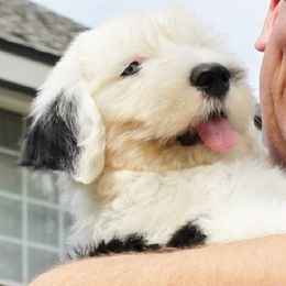 Old English Sheepdog Puppies from Wild-n-Woolly Old English Sheepdogs