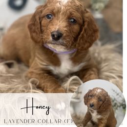 Spot 1 - cider, honey or crisp - Apricot female Goldendoodle puppy in Watertown, New York from True Friend Doodles