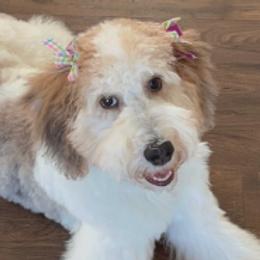 Luna - Golden Mountain Doodle