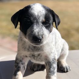 Australian Cattle Dog Puppies from Christensen Heelers