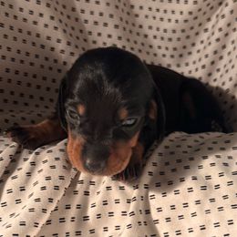 Peaches - Black and tan female Dachshund puppy in Los Angeles, California from Dachshunds of the Desert