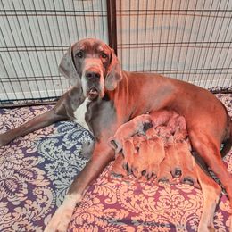 Karma - Great Dane