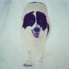 Sofia Mara - Karakachan