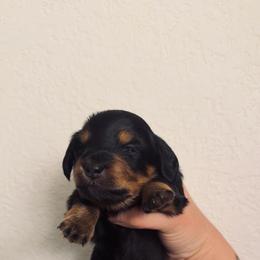 Dancer - Black and tan female Dachshund puppy in Albuquerque, New Mexico from Designer Dachshund Club