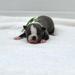 Sprigatito - Blue female Boston Terrier puppy in West Jefferson, Ohio from Kline Kennels