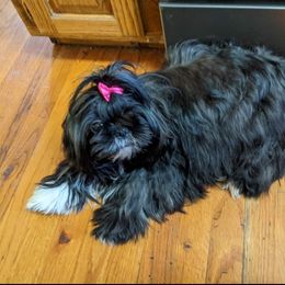 Becky - Shih Tzu