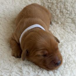 Girl 3 - Dark golden female Golden Retriever puppy in La Verne, California from 4LoveofGoldens