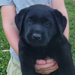 Girl - Black female Labrador Retriever puppy in Silsbee, Texas from AZ Kennels LLC