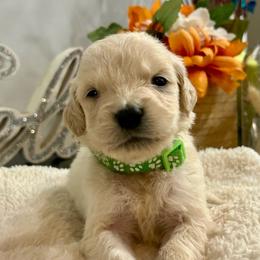 Charger - Light golden male Golden Retriever puppy in Doniphan, Missouri from Stockford’s Golden Retrievers