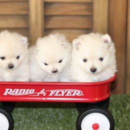 Pomeranian puppies from Red Wagon Pomeranians