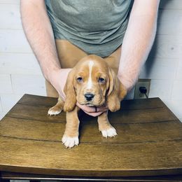 Abby - Mahogany and white female Basset Hound puppy in Tollesboro, Kentucky from Low and Slow Bassets