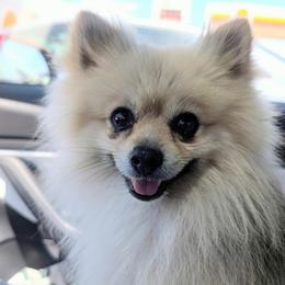Rocket - Wolf sable male Pomeranian puppy in Sacramento, California from Tamara's Puppies