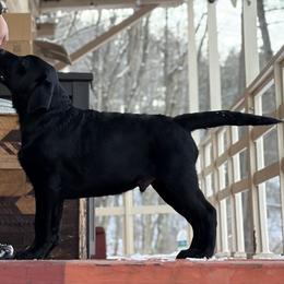 Floki - Labrador Retriever