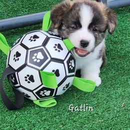 Gatlin - Brindle and white male American Corgi puppy in Concrete, Washington from Wigglebutts American Corgis