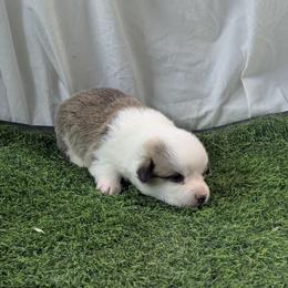 Girl 1 - Red female Pembroke Welsh Corgi puppy in Moulton, Alabama from Reed's Pembroke Corgi Welsh