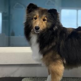 Shetland Sheepdogs from Lexy Hannon