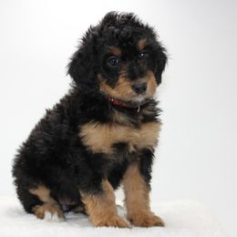 Bernedoodle and Goldendoodle Puppies from Delta Doodles and Poodles