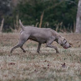 Stormy - Weimaraner