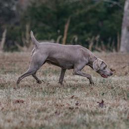 Stormy - Weimaraner