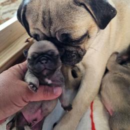 Baby boy B - Fawn male Pug puppy in Kodak, Tennessee from My Princess Pugs