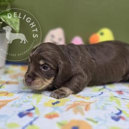 Dachshund Puppies from Doxi Delights AKC Miniature Dachshunds