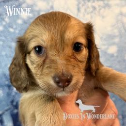 Winnie - Cream female Dachshund puppy in Rainier, Oregon from Doxies in Wonderland