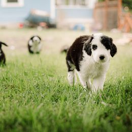 Sheepadoodle Puppies from Life Unleashed Farm
