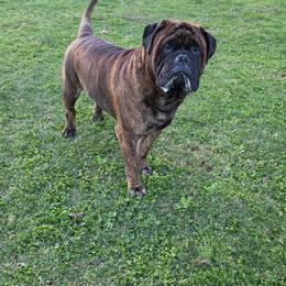 Frank - Bullmastiff