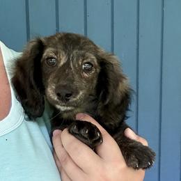 Krazy Acre Farm Lucy - Brindle female Dachshund puppy in Willow Springs, Missouri from Krazy Acre Farm