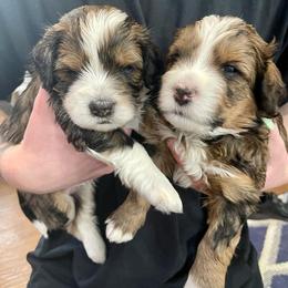 Bernedoodles from Brittany’s Mini Bernedoodles