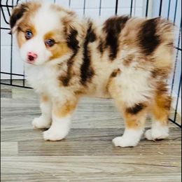 Harrison - Red merle male Miniature Australian Shepherd puppy in Norco, California from Joyfulpuppies