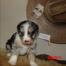 Tammy - Blue merle female Miniature Australian Shepherd puppy in Elkhart, Texas from Donaldson Dogz