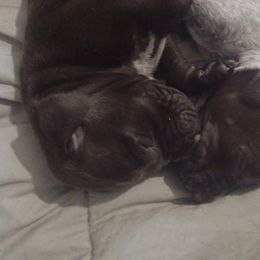 D3 - Liver German Shorthaired Pointer puppy in Mechanicsville, Iowa from Apple River Working Dogs