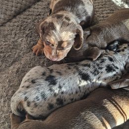 Dachshunds from Heather Nelson
