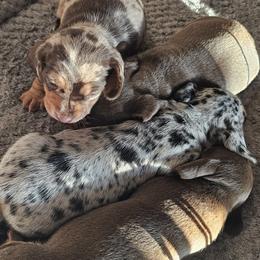 Dachshunds from Heather Nelson