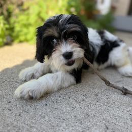 Cavapoo Puppies from Panda Puppies