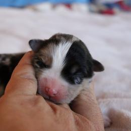 Calypso - Blue merle female Australian Shepherd puppy in Sonoita, Arizona from Gardner Canyon Kennels