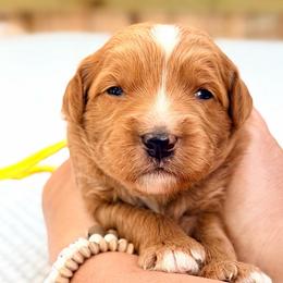 Yellow boy - Red male Bernedoodle puppy in Waukesha, Wisconsin from Bernedoodle Boutique (and Cavapoos)