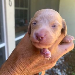Thunder - Brindle male Dachshund puppy in Florida from Lazy Acres Farm