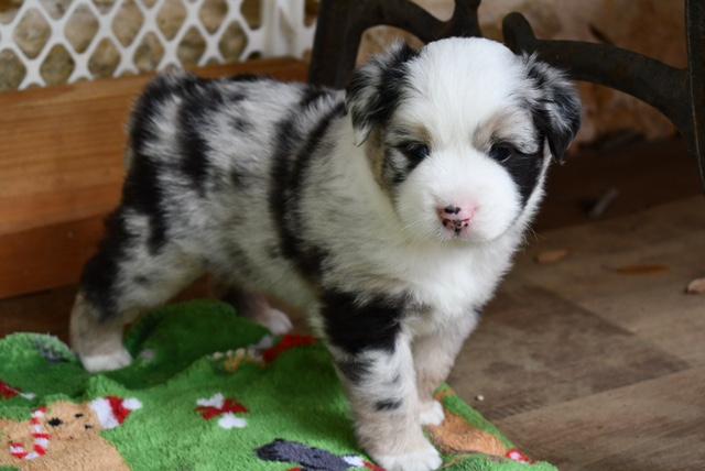 Eldorado Ranch Mini Aussies in Texas | Miniature Australian Shepherd ...