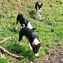 Basenji Puppies from Basenji Puppies