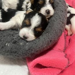 Energizer Bunny - Blue tan and white male Biewer Terrier puppy in Chester, South Carolina from Classic Biewers